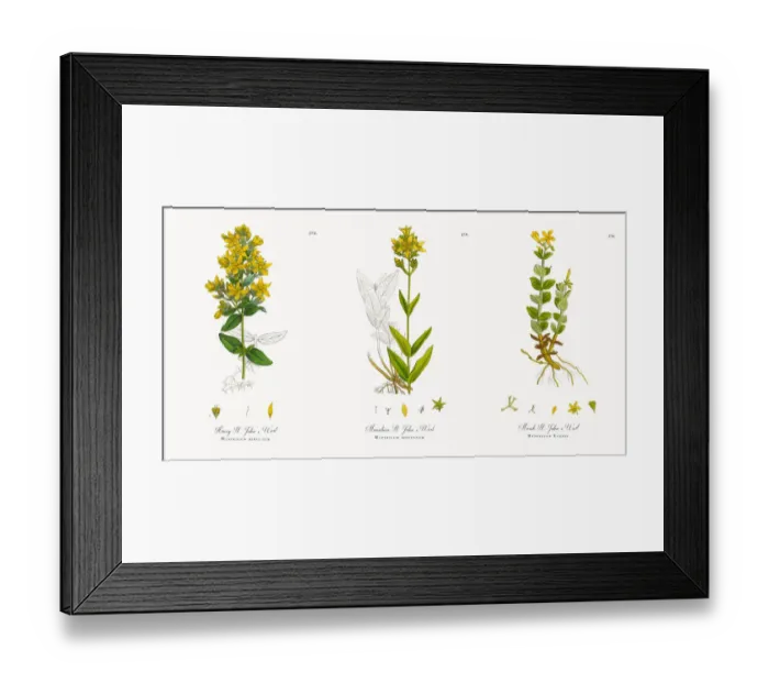 Framed Print : Hairy St. Johnas Wort, Hypericum hirsutum, Victorian Botanical Illustration, 1863 Framed Print : Hairy St. Johnas Wort, Hypericum hirsutum, Victorian Botanical Illustration, 1863