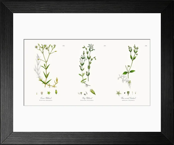 Framed Print : Lesser Stitchwort, Stellaria Graminea, Victorian Botanical Illustration, 1863 Framed Print : Lesser Stitchwort, Stellaria Graminea, Victorian Botanical Illustration, 1863