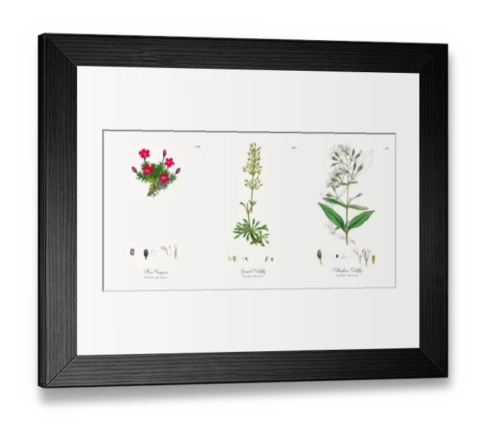Framed Print : Moss Campion, Silene Acaulis, Victorian Botanical Illustration, 1863 Framed Print : Moss Campion, Silene Acaulis, Victorian Botanical Illustration, 1863