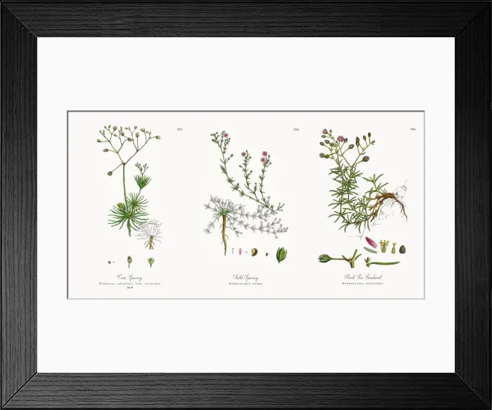 Framed Print : Corn Spurrey, Spergula arvensis, Victorian Botanical Illustration, 1863 Framed Print : Corn Spurrey, Spergula arvensis, Victorian Botanical Illustration, 1863
