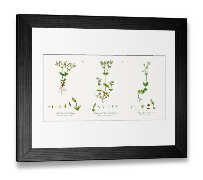 Framed Print : Little Mouse-Ear Chickweed, Cerastium Semidecandrum, Victorian Botanical Illustration, 1863 Framed Print : Little Mouse-Ear Chickweed, Cerastium Semidecandrum, Victorian Botanical Illustration, 1863