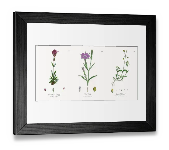 Framed Print : Red Alpine Catchfly, Lychnis alpina, Victorian Botanical Illustration, 1863 Framed Print : Red Alpine Catchfly, Lychnis alpina, Victorian Botanical Illustration, 1863