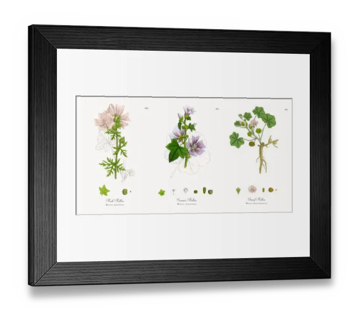 Framed Print : Musk Mallow, Malva moschata, Victorian Botanical Illustration, 1863 Framed Print : Musk Mallow, Malva moschata, Victorian Botanical Illustration, 1863