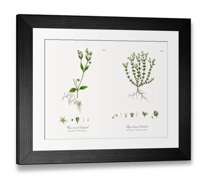 Framed Print : Three-nerved Sandwort, Arenaria Trinervis, Victorian Botanical Illustration, 1863 Framed Print : Three-nerved Sandwort, Arenaria Trinervis, Victorian Botanical Illustration, 1863