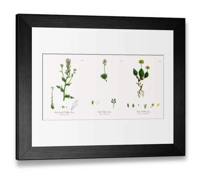 Framed Print : Twisted-podded Whitlow Grass, Draba Incana, Victorian Botanical Illustration, 1863 Framed Print : Twisted-podded Whitlow Grass, Draba Incana, Victorian Botanical Illustration, 1863