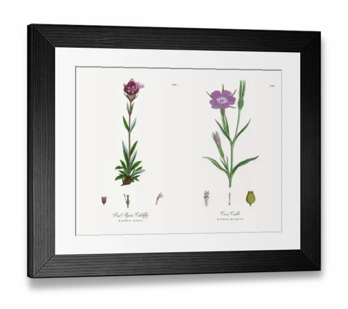 Framed Print : Red Alpine Catchfly, Lychnis alpina, Victorian Botanical Illustration, 1863 Framed Print : Red Alpine Catchfly, Lychnis alpina, Victorian Botanical Illustration, 1863