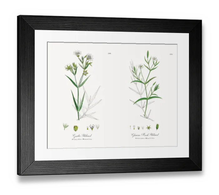 Framed Print : Greater Stitchwort, Stellaria Holostea, Victorian Botanical Illustration, 1863 Framed Print : Greater Stitchwort, Stellaria Holostea, Victorian Botanical Illustration, 1863