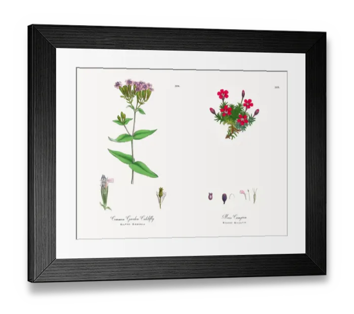 Framed Print : Common Garden Catchfly, Silene Armeria, Victorian Botanical Illustration, 1863