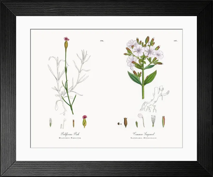 Framed Print : Proliferous Pink, Dianthus Proliter, Victorian Botanical Illustration, 1863 Framed Print : Proliferous Pink, Dianthus Proliter, Victorian Botanical Illustration, 1863