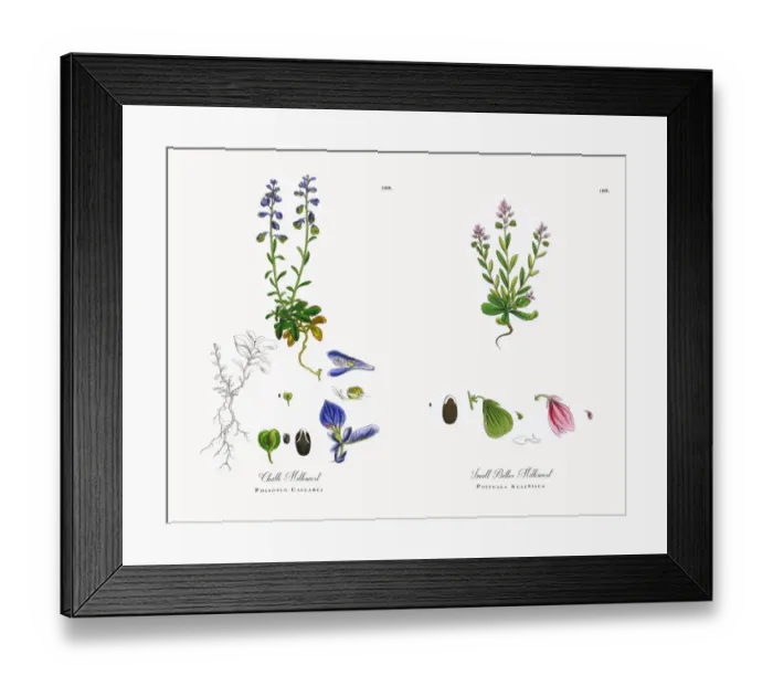 Framed Print : Chalk Milkwort, Polygala Calcarea, Victorian Botanical Illustration, 1863 Framed Print : Chalk Milkwort, Polygala Calcarea, Victorian Botanical Illustration, 1863
