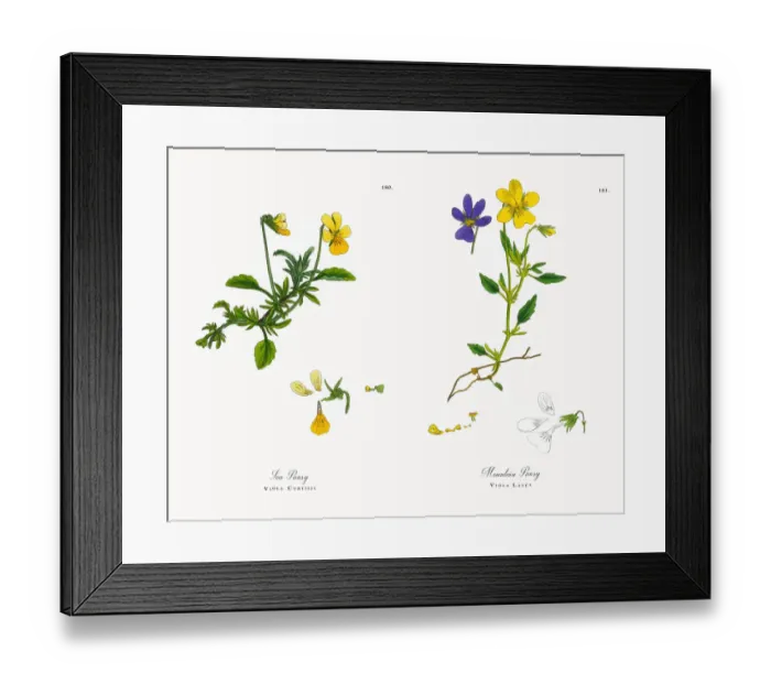 Framed Print : Sea Pansy, Viola Curtisii, Victorian Botanical Illustration, 1863 Framed Print : Sea Pansy, Viola Curtisii, Victorian Botanical Illustration, 1863