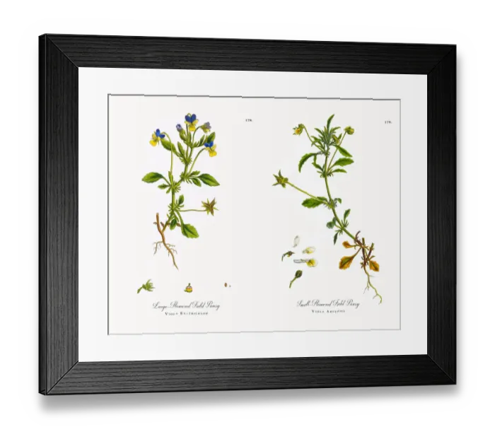 Framed Print : Large-Flowered Field Pansy, Viola Eu-tricolor, Victorian Botanical Illustration, 1863 Framed Print : Large-Flowered Field Pansy, Viola Eu-tricolor, Victorian Botanical Illustration, 1863
