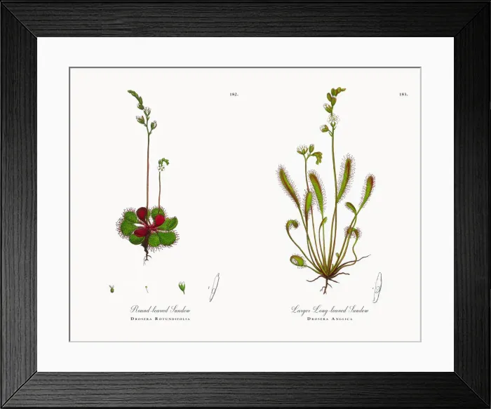 Framed Print : Round-leaved Sundew, Drosera Rotundifolia, Victorian Botanical Illustration, 1863 Framed Print : Round-leaved Sundew, Drosera Rotundifolia, Victorian Botanical Illustration, 1863