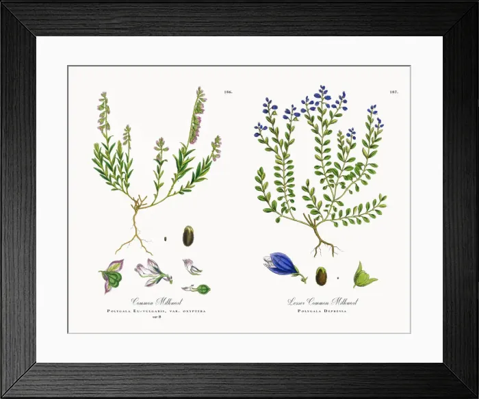 Framed Print : Common Milkwort, Polygala Eu-vulgaris, Victorian Botanical Illustration, 1863 Framed Print : Common Milkwort, Polygala Eu-vulgaris, Victorian Botanical Illustration, 1863