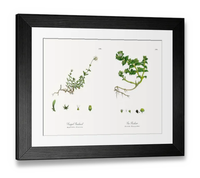 Framed Print : Fringed Sandwort, Arenaria Ciliata, Victorian Botanical Illustration, 1863