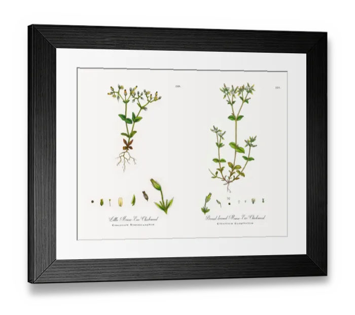 Framed Print : Little Mouse-Ear Chickweed, Cerastium Semidecandrum, Victorian Botanical Illustration, 1863 Framed Print : Little Mouse-Ear Chickweed, Cerastium Semidecandrum, Victorian Botanical Illustration, 1863