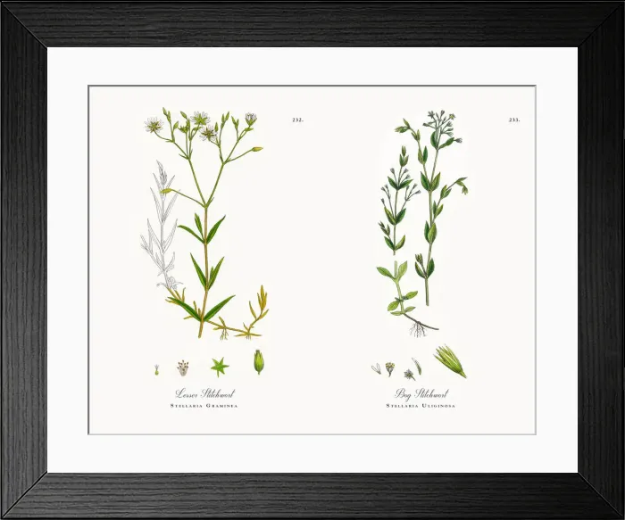 Framed Print : Lesser Stitchwort, Stellaria Graminea, Victorian Botanical Illustration, 1863 Framed Print : Lesser Stitchwort, Stellaria Graminea, Victorian Botanical Illustration, 1863