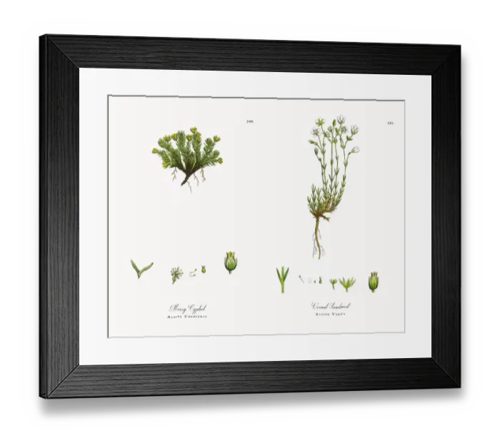 Framed Print : Mossy Cyphel, Alsine Cherleria, Victorian Botanical Illustration, 1863