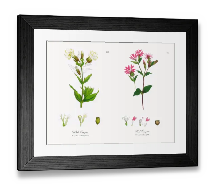 Framed Print : White Campion, Silene Pratensis, Victorian Botanical Illustration, 1863 Framed Print : White Campion, Silene Pratensis, Victorian Botanical Illustration, 1863