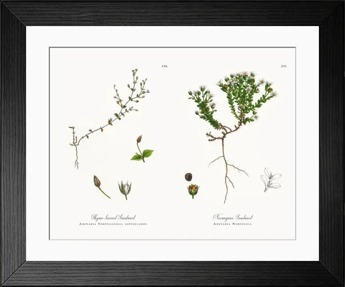 Framed Print : Thyme-leaved Sandwort, Arenaria Serpyllifolia, Victorian Botanical Illustration, 1863 Framed Print : Thyme-leaved Sandwort, Arenaria Serpyllifolia, Victorian Botanical Illustration, 1863