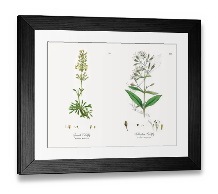 Framed Print : Spanish Catchfly, Silene Otites, Victorian Botanical Illustration, 1863 Framed Print : Spanish Catchfly, Silene Otites, Victorian Botanical Illustration, 1863