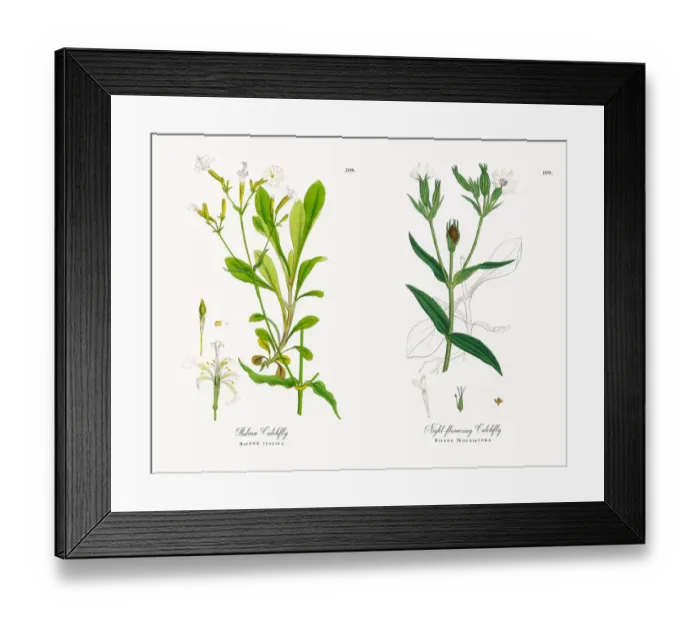 Framed Print : Italian Catchfly, Silene italica, Victorian Botanical Illustration, 1863 Framed Print : Italian Catchfly, Silene italica, Victorian Botanical Illustration, 1863