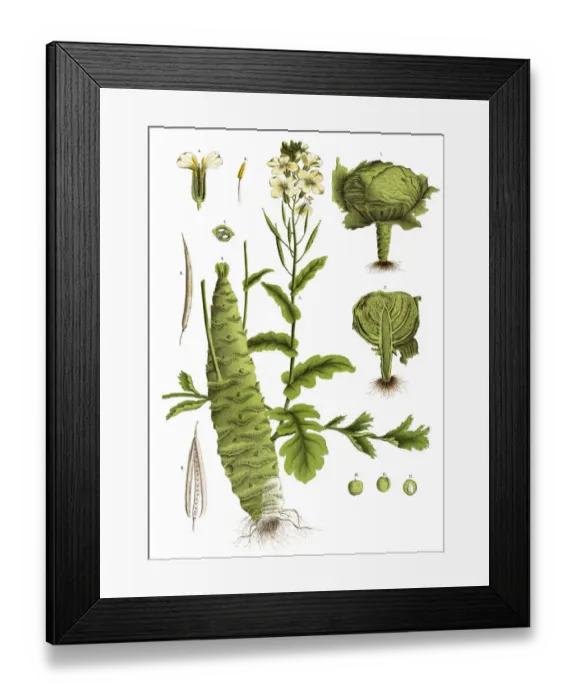 Framed Print : Medicinal and Herbal Plants Framed Print : Medicinal and Herbal Plants