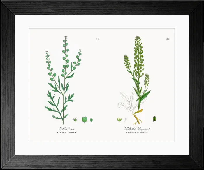 Framed Print : Golden Cress, Lepidium sativum, Victorian Botanical Illustration, 1863 Framed Print : Golden Cress, Lepidium sativum, Victorian Botanical Illustration, 1863
