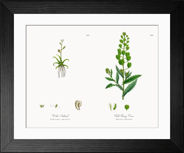 Framed Print : Water Awlwort, Subularia aquatica, Victorian Botanical Illustration, 1863 Framed Print : Water Awlwort, Subularia aquatica, Victorian Botanical Illustration, 1863