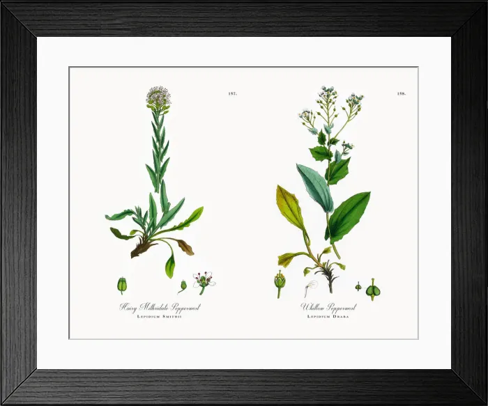 Framed Print : Hairy Mithridate Pepperwort, Lepidium Smithii, Victorian Botanical Illustration, 1863