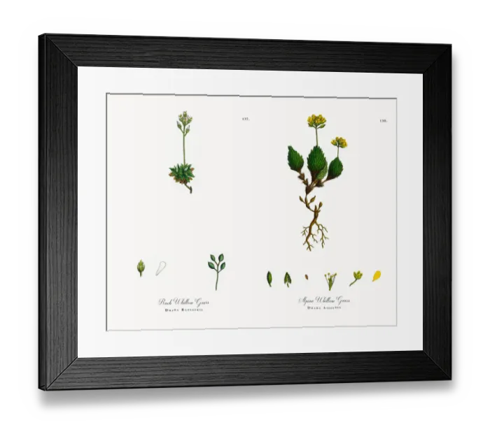 Framed Print : Rock Whitlow Grass, Draba Rupestris, Victorian Botanical Illustration, 1863 Framed Print : Rock Whitlow Grass, Draba Rupestris, Victorian Botanical Illustration, 1863