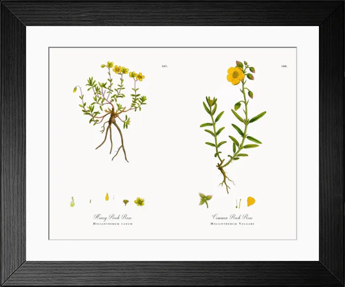Framed Print : Hoary Rock Rose, Helianthemum canum, Victorian Botanical Illustration, 1863 Framed Print : Hoary Rock Rose, Helianthemum canum, Victorian Botanical Illustration, 1863