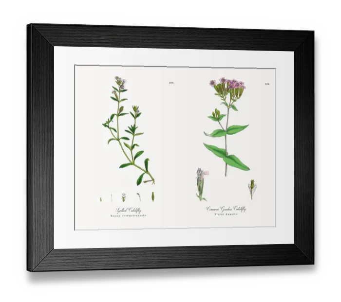 Framed Print : Spotted Catchfly, Silene quinquevulnera, Victorian Botanical Illustration, 1863 Framed Print : Spotted Catchfly, Silene quinquevulnera, Victorian Botanical Illustration, 1863