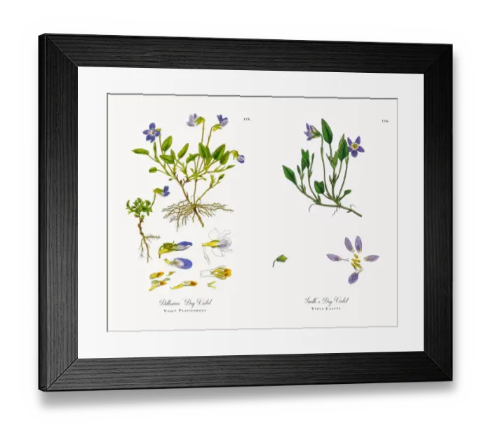 Framed Print : Sand Dog Violet, Viola Arenaria, Victorian Botanical Illustration, 1863 Framed Print : Sand Dog Violet, Viola Arenaria, Victorian Botanical Illustration, 1863