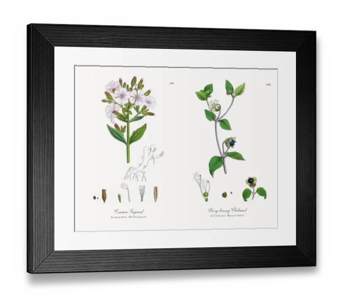 Framed Print : Common Soapwort, Saponaria Officinalis, Victorian Botanical Illustration, 1863 Framed Print : Common Soapwort, Saponaria Officinalis, Victorian Botanical Illustration, 1863