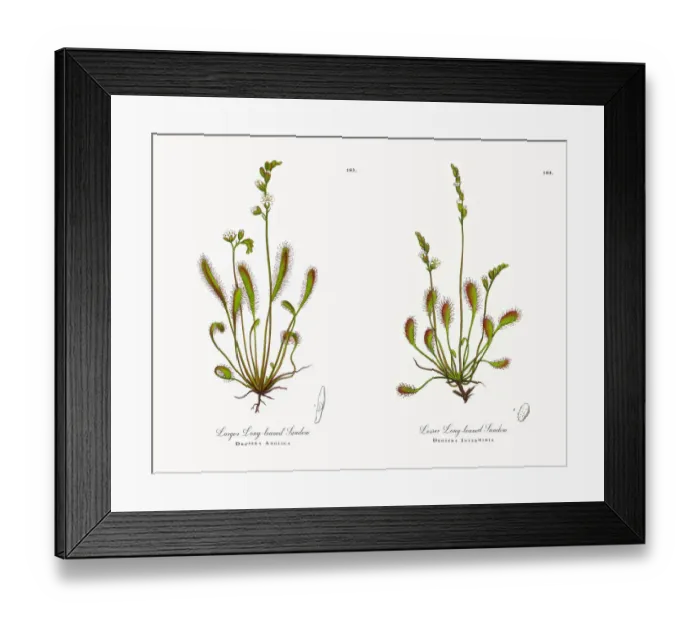 Framed Print : Larger Long-leaved Sundew, Drosera Anglica, Victorian Botanical Illustration, 1863 Framed Print : Larger Long-leaved Sundew, Drosera Anglica, Victorian Botanical Illustration, 1863