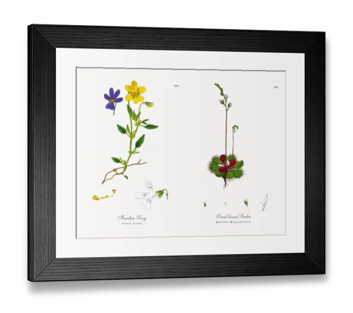 Framed Print : Mountain Pansy, Viola Latea, Victorian Botanical Illustration, 1863