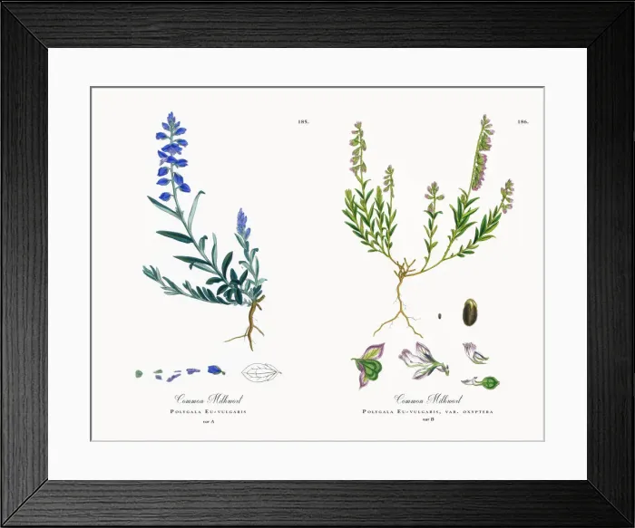 Framed Print : Common Milkwort, Polygala Eu-vulgaris, Victorian Botanical Illustration, 1863 Framed Print : Common Milkwort, Polygala Eu-vulgaris, Victorian Botanical Illustration, 1863