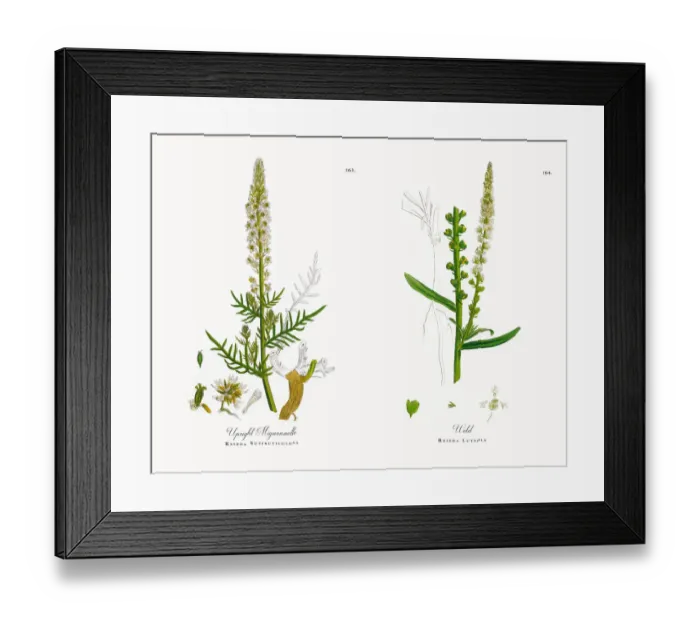 Framed Print : Upright Mignonnette, Reseda Suffruticulosa, Victorian Botanical Illustration, 1863 Framed Print : Upright Mignonnette, Reseda Suffruticulosa, Victorian Botanical Illustration, 1863