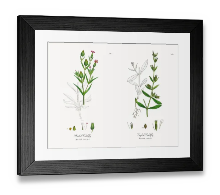 Framed Print : Striated Catchfly, Silene conica, Victorian Botanical Illustration, 1863 Framed Print : Striated Catchfly, Silene conica, Victorian Botanical Illustration, 1863