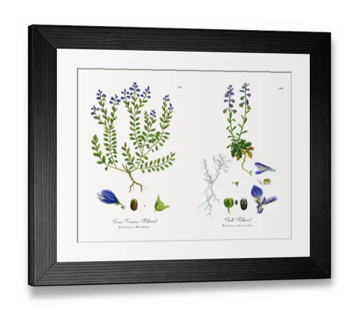 Framed Print : Lesser Common Milkwort, Polygala Depressa, Victorian Botanical Illustration, 1863 Framed Print : Lesser Common Milkwort, Polygala Depressa, Victorian Botanical Illustration, 1863