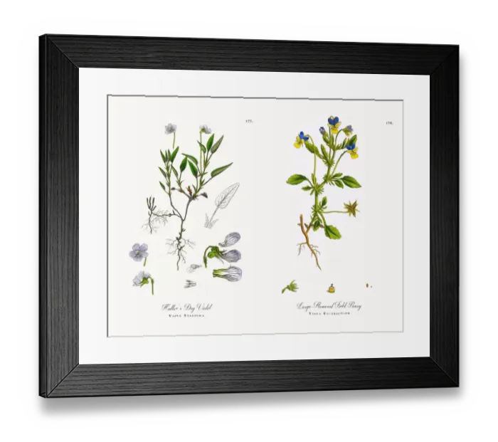 Framed Print : Smithas Dog Violet, Viola Lactea, Victorian Botanical Illustration, 1863