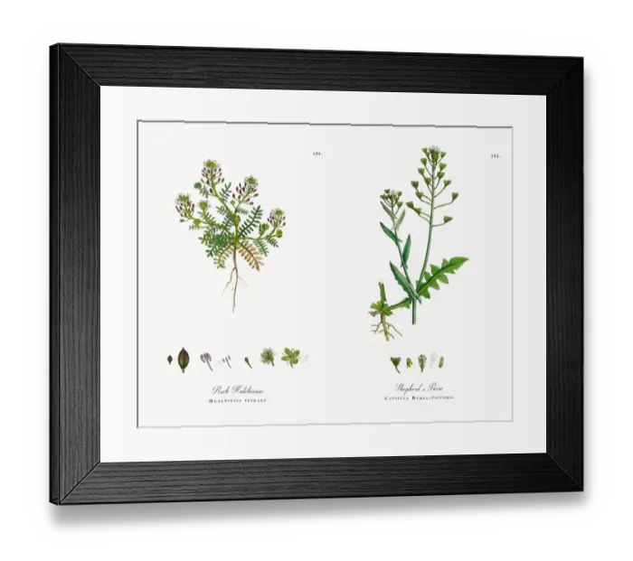 Framed Print : Rock Hutchinsia, Hutchinsia petraea, Victorian Botanical Illustration, 1863 Framed Print : Rock Hutchinsia, Hutchinsia petraea, Victorian Botanical Illustration, 1863