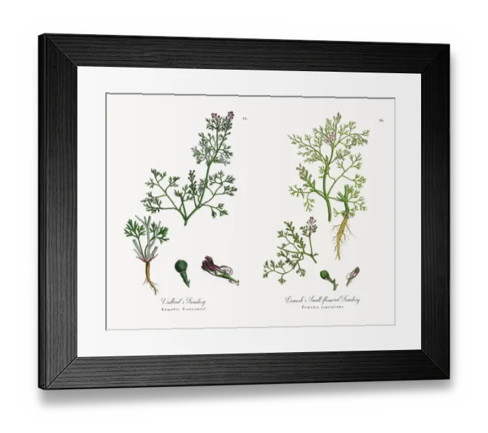 Framed Print : Lamarkas Fumitory, Fumaria parviflora, Victorian Botanical Illustration, 1863 Framed Print : Lamarkas Fumitory, Fumaria parviflora, Victorian Botanical Illustration, 1863