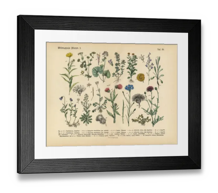 Framed Print : Wildflower and Medicinal Herbal Plants, Victorian Botanical Illustration Framed Print : Wildflower and Medicinal Herbal Plants, Victorian Botanical Illustration
