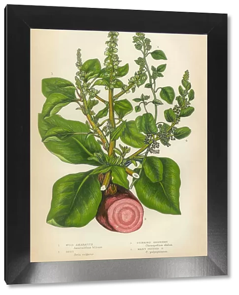 Amaranth, Root, Beet, Goosefoot, Quinoa, Chenopodium, Victorian Botanical Illustration