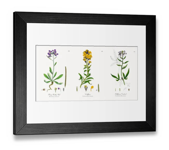 Framed Print : Hoary Shrubby Stock, Matthiola Incana, Victorian Botanical Illustration, 1863 Framed Print : Hoary Shrubby Stock, Matthiola Incana, Victorian Botanical Illustration, 1863