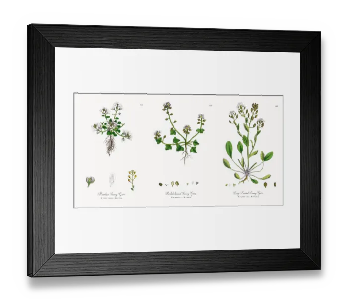 Framed Print : Mountain Scurvy Grass, Cochlearia Alpina, Victorian Botanical Illustration, 1863 Framed Print : Mountain Scurvy Grass, Cochlearia Alpina, Victorian Botanical Illustration, 1863