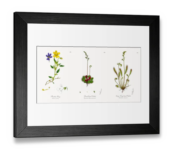 Framed Print : Mountain Pansy, Viola Latea, Victorian Botanical Illustration, 1863 Framed Print : Mountain Pansy, Viola Latea, Victorian Botanical Illustration, 1863
