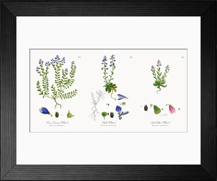 Framed Print : Lesser Common Milkwort, Polygala Depressa, Victorian Botanical Illustration, 1863 Framed Print : Lesser Common Milkwort, Polygala Depressa, Victorian Botanical Illustration, 1863